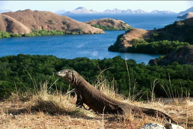 Taman Nasional Komodo: Surga Konservasi dan Keajaiban Alam Indonesia