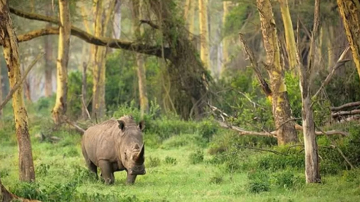 Menjelajahi Keindahan dan Keberagaman Ujung Kulon National Park